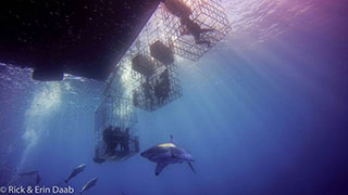Great white shark cage diving - Nautilus Explorer