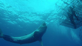 Great white shark cage diving - Nautilus Explorer