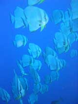 PNG Bat Fish