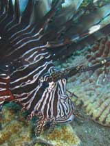 PNG Black Lion Fish