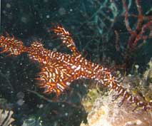 PNG Harlequin Ghost Pipe Fish