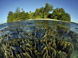 Coral reef - Lissenung Island Resort - PNG Dive Resorts