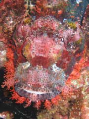 PNG Scorpion Fish