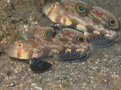 PNG Twin Spot Gobies