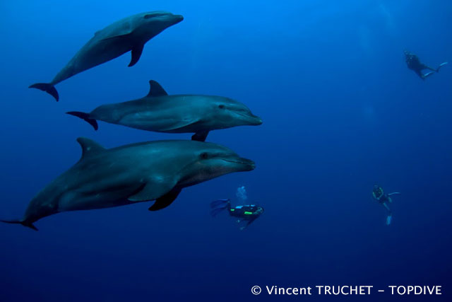 Rangiroa Diving