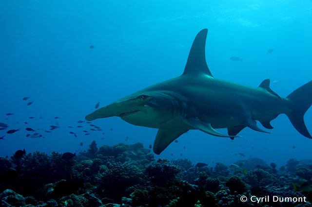 Rangiroa Diving