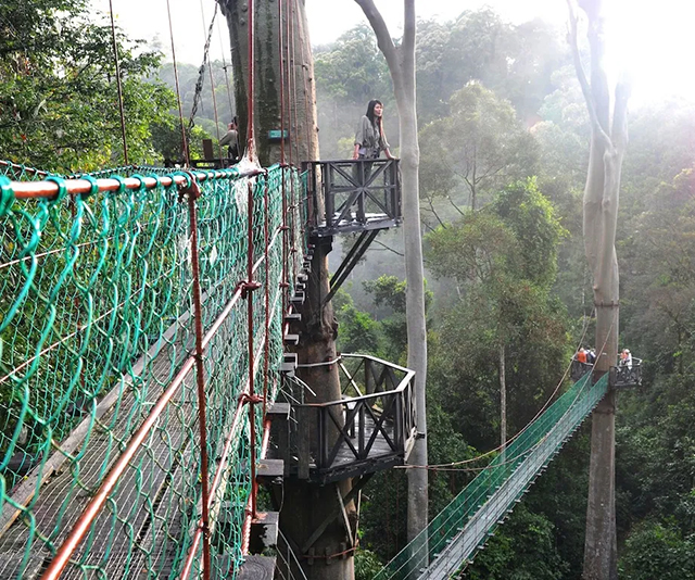 Canopy walkway in Danum Valley