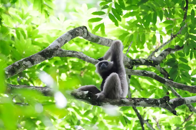 Gibbon seen in Danum Valley, Malaysia