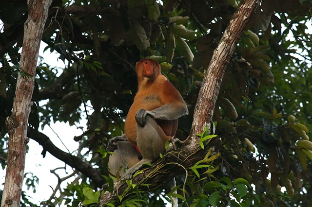 Proboscis monkey seen along the Menanggul River