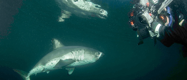 Salmon Shark Snorkeling with Boone Hodgin