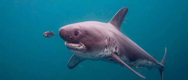 Salmon Shark Snorkeling with Boone Hodgin