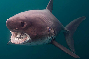 Salmon Shark Snorkeling in Alaska