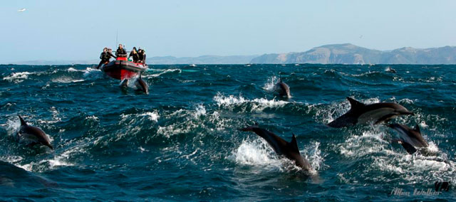 Sardine Run - Dive Discovery South Africa