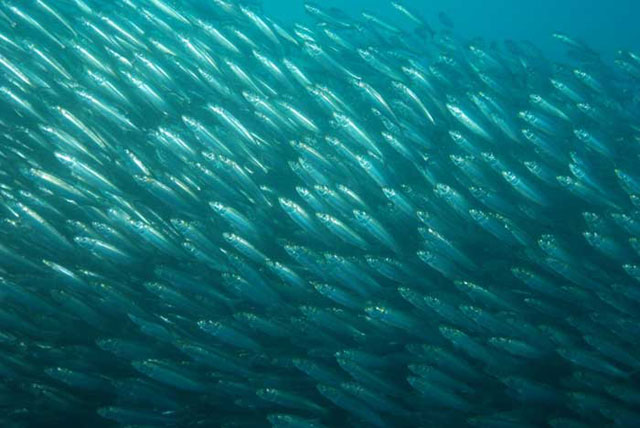 sardine_run_diving_south_africa_5.jpg