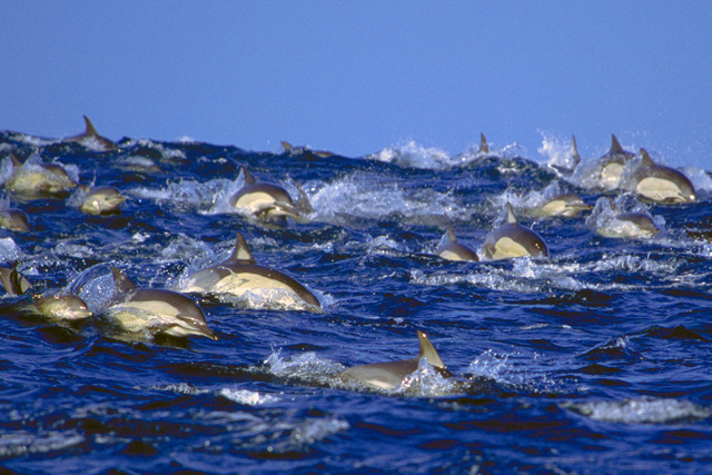 Sardine Run, Wild Coast in South Africa - Big Animals Expeditions with Amos Nachoum  - Dive Discovery