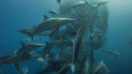 Sardine Run in South Africa