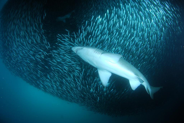 Sardine Run - South Africa