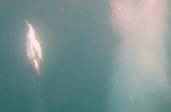 Sadine Run Trip with Dive Discovery