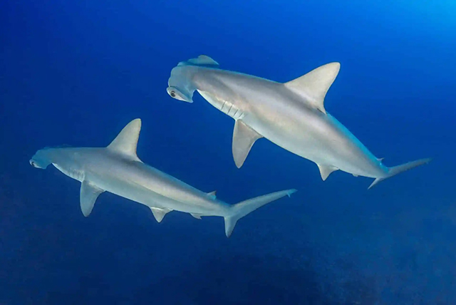 Hammerheads - Shark Diving - Mozambique