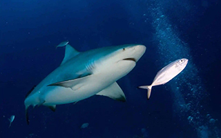 Blacktip shark - Shark Diving - Mozambique