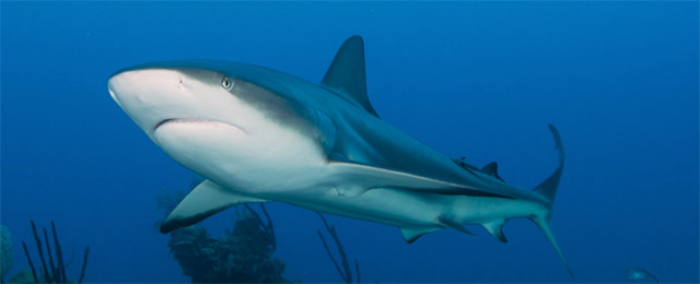 shark - garden of the queen diving