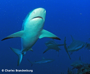 Cuba Trip Report: Diving Gardens of the Queen with Ocean Doctor - January 2014