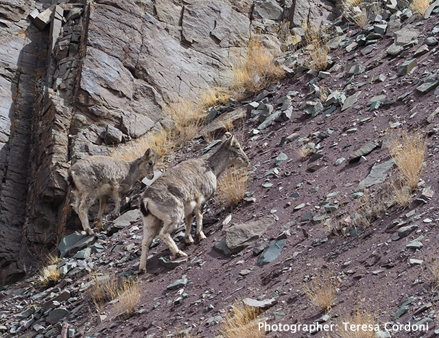 Snow Leopard Expedition in Ladakh -  Dive Discovry group trip