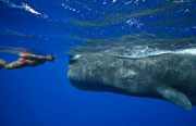 Sperm Whale, Dominica 2015 - Big Animals Expeditions with Amos Nachoum  - Dive Discovery