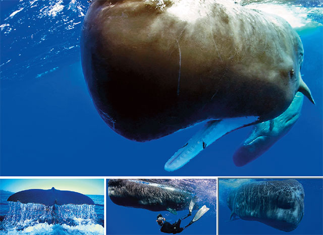 Sperm Whale, Dominica 2015 - Big Animals Expeditions with Amos Nachoum  - Dive Discovery