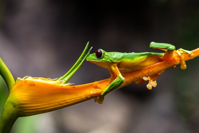 green frog on yellow leave - photo by Stephanie LeBlanc