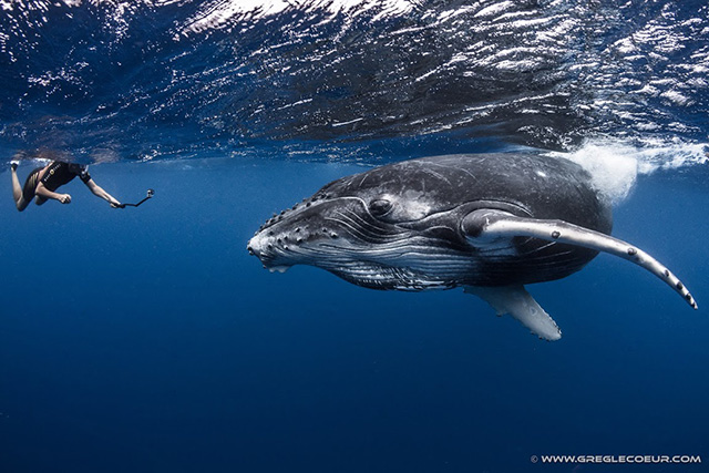 Swim with Humpback whales - Scuba Dive Tahiti ~ Swim with Whales, September 13 - 29 2019 Group Trip