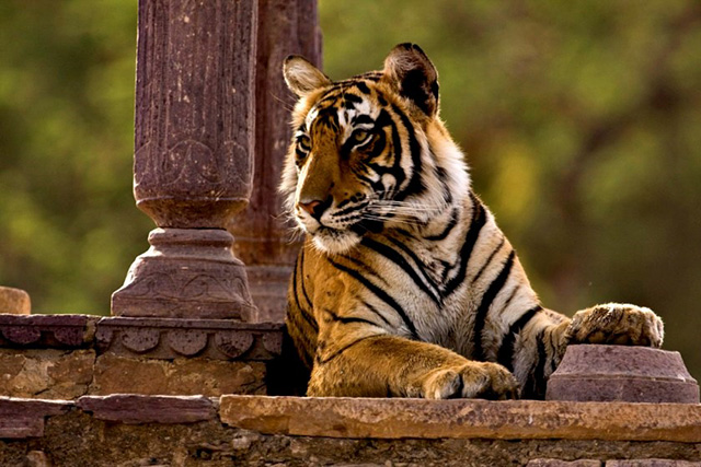 Tiger in India