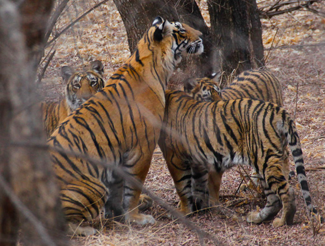 Tigers in Ranthambore, India