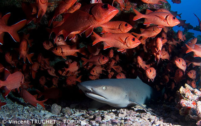 Tikehau Diving