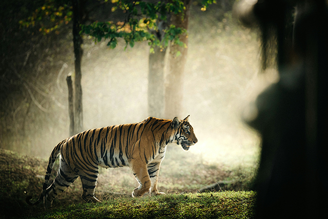 A wild bengal tiger in the national reserve of Kabini forest in India. - Photographer: Touann Gatouillat Vergos