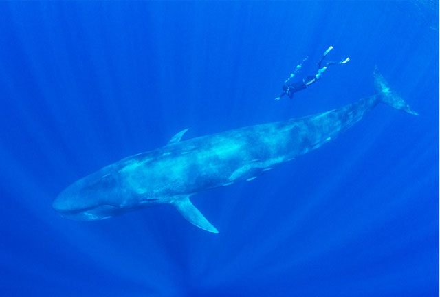 Trinco Blue Whale, Sri Lanka - Big Animals Expeditions with Amos Nachoum  - Dive Discovery