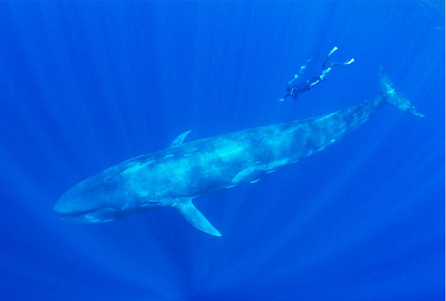 Trinco Blue Whale, Sri Lanka - Big Animals Expeditions with Amos Nachoum  - Dive Discovery