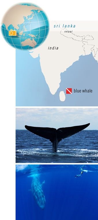 Trinco Blue Whale, Sri Lanka - Big Animals Expeditions with Amos Nachoum - Dive Discovery Trinco Blue Whale, Sri Lanka - Big Animals Expeditions with Amos Nachoum - Dive Discovery