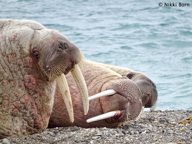 Walruses