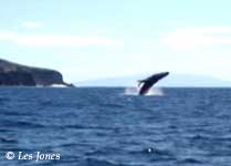 Whale Les Jones