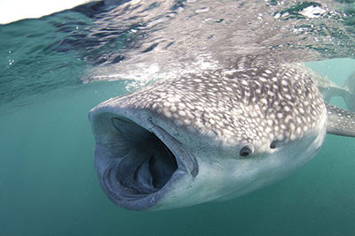 Whale Shark in Djibouti