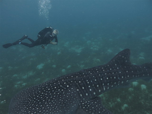 whale sharks in Oslob