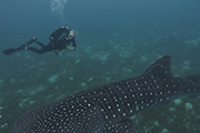 Atlantis Philippines ~ Dumaguete Resort & Azores Liveaboard, June 26 - July 8 2023 Group Trip