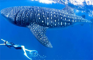 whale shark and snorkler in Mozambique