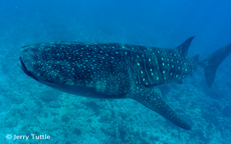 Swimming with Whale Sharks in Isla Mujeres, Mexico